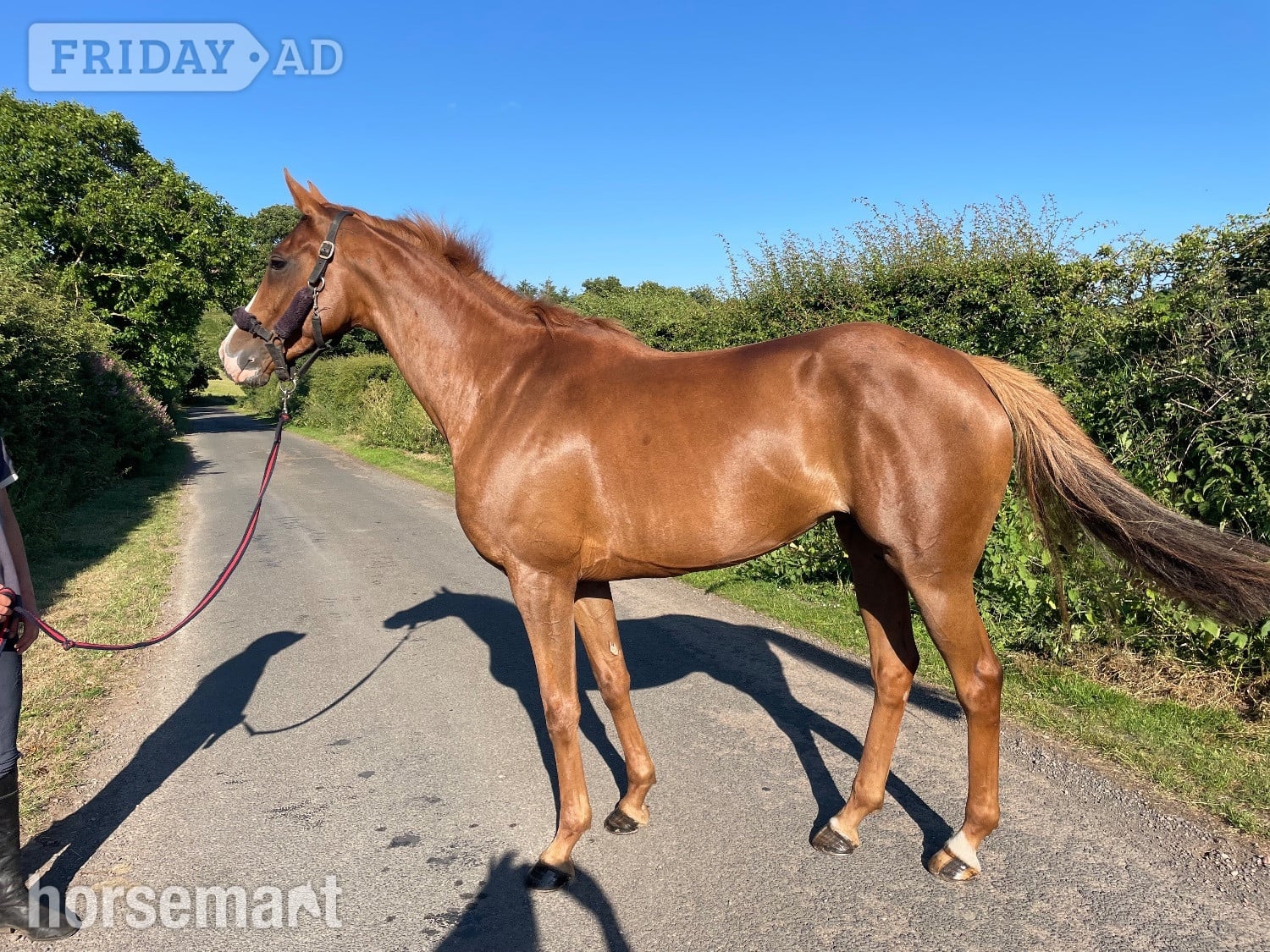 "Lady" Chestnut Mare Ex Racehorse in Alnwick