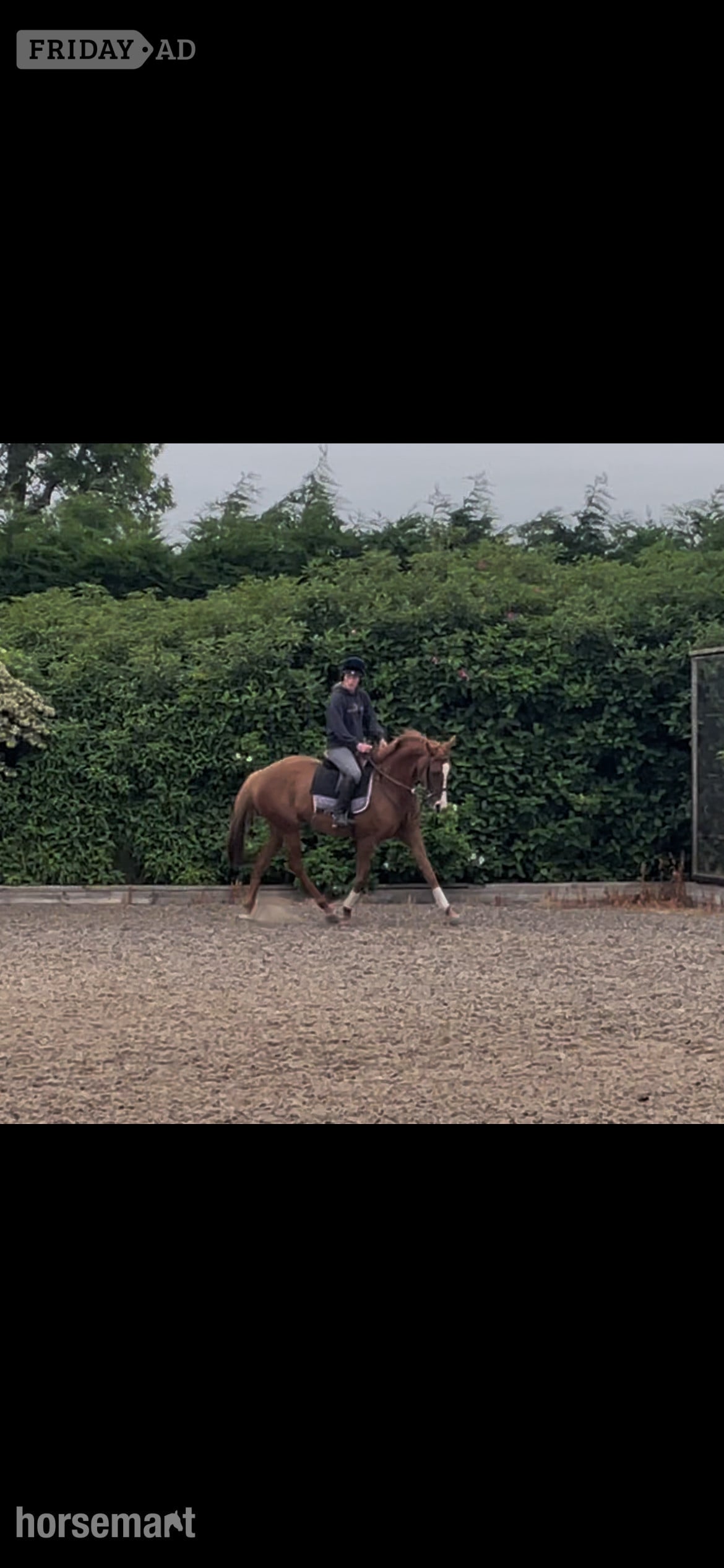 "Lady" Chestnut Mare Ex Racehorse