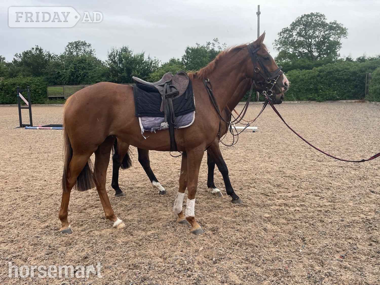Alnwick "Lady" Chestnut Mare Ex Racehorse
