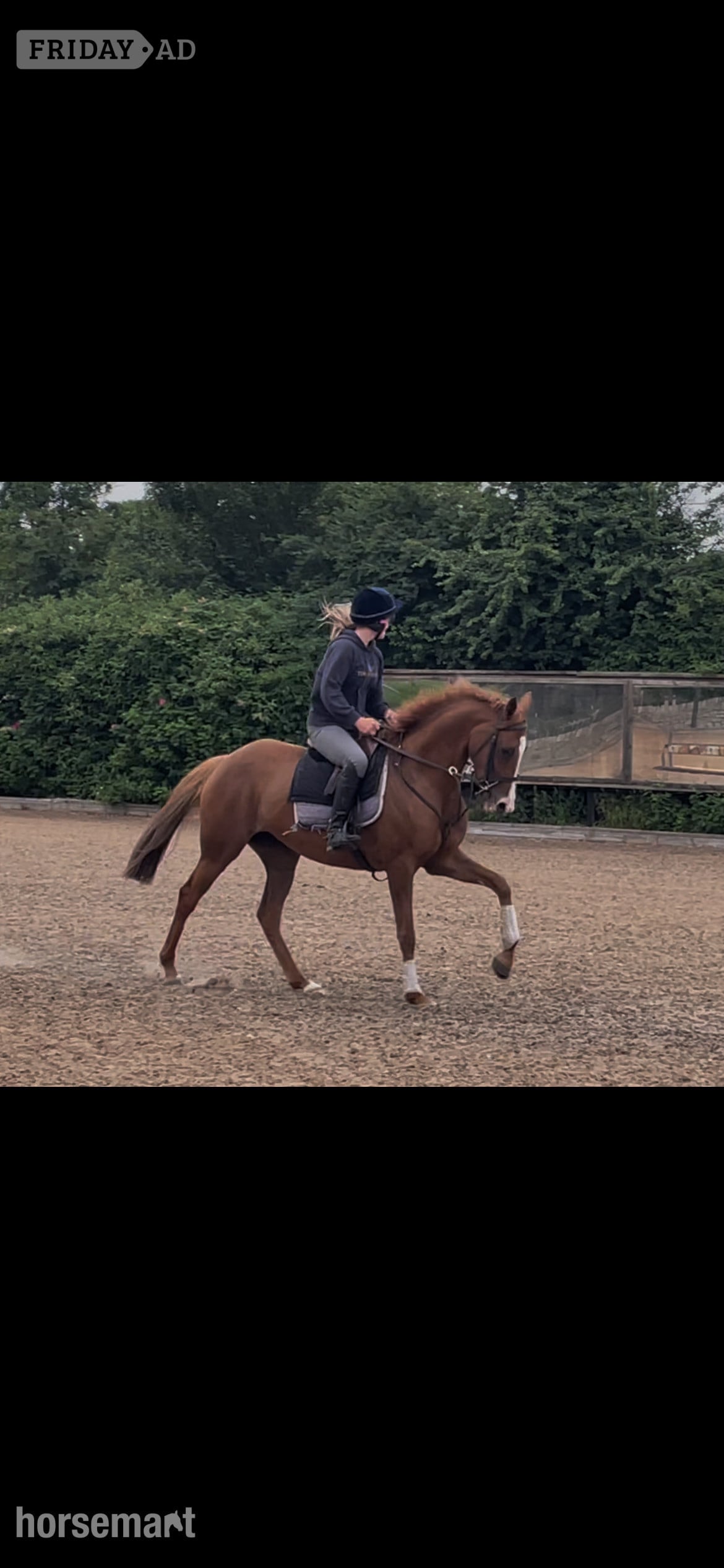 "Lady" Chestnut Mare Ex Racehorse - Horses in Alnwick