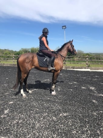 "Fiona" Bay Mare All Rounder