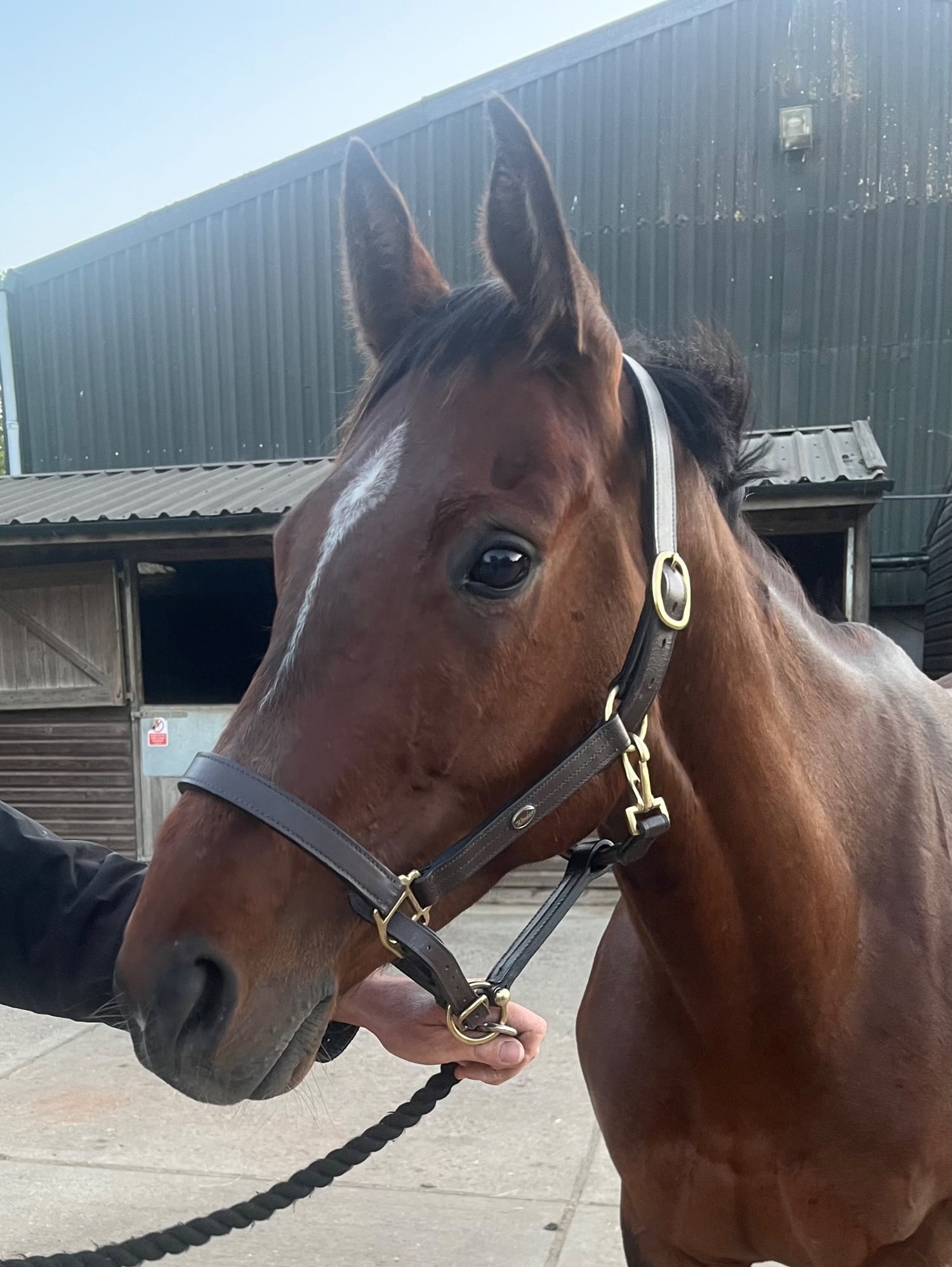 Chipstead "Fiona" Bay Mare All Rounder