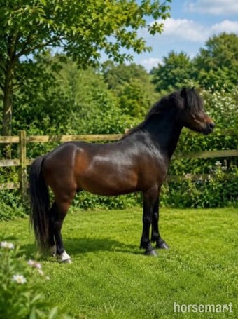 "Joey" Bay Gelding Lead Rein/First Ridden Pony