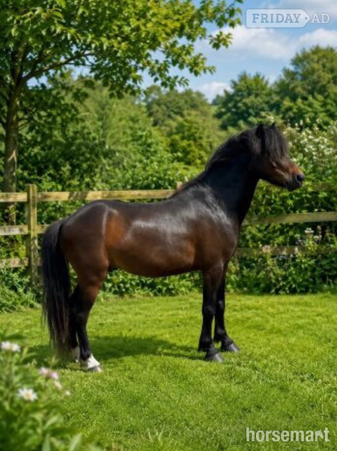 "Joey" Bay Gelding Lead Rein/First Ridden Pony in Bristol