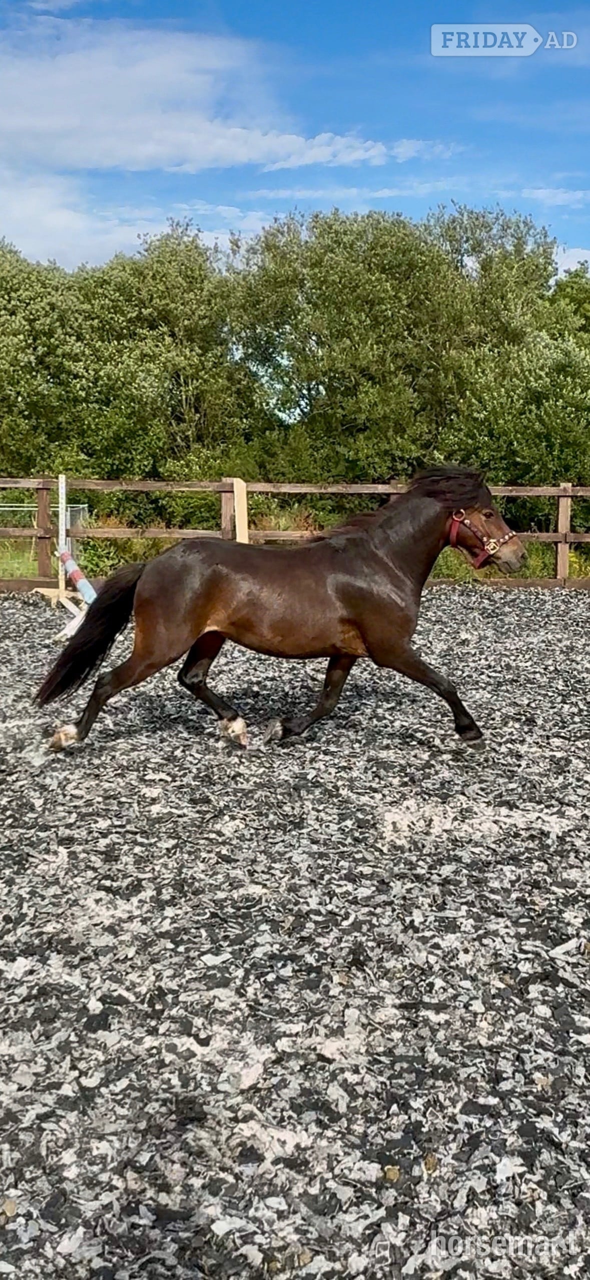 "Joey" Bay Gelding Lead Rein/First Ridden Pony