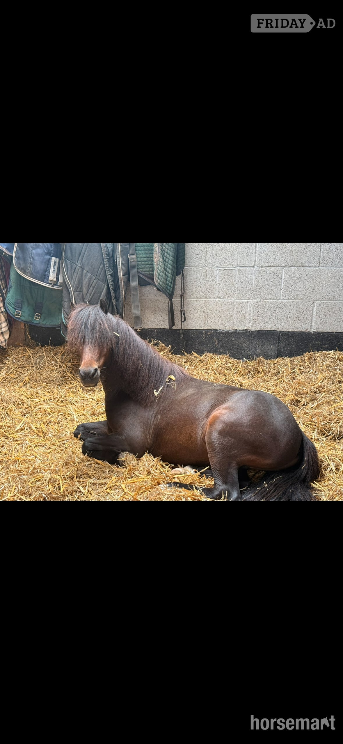 Bristol "Joey" Bay Gelding Lead Rein/First Ridden Pony