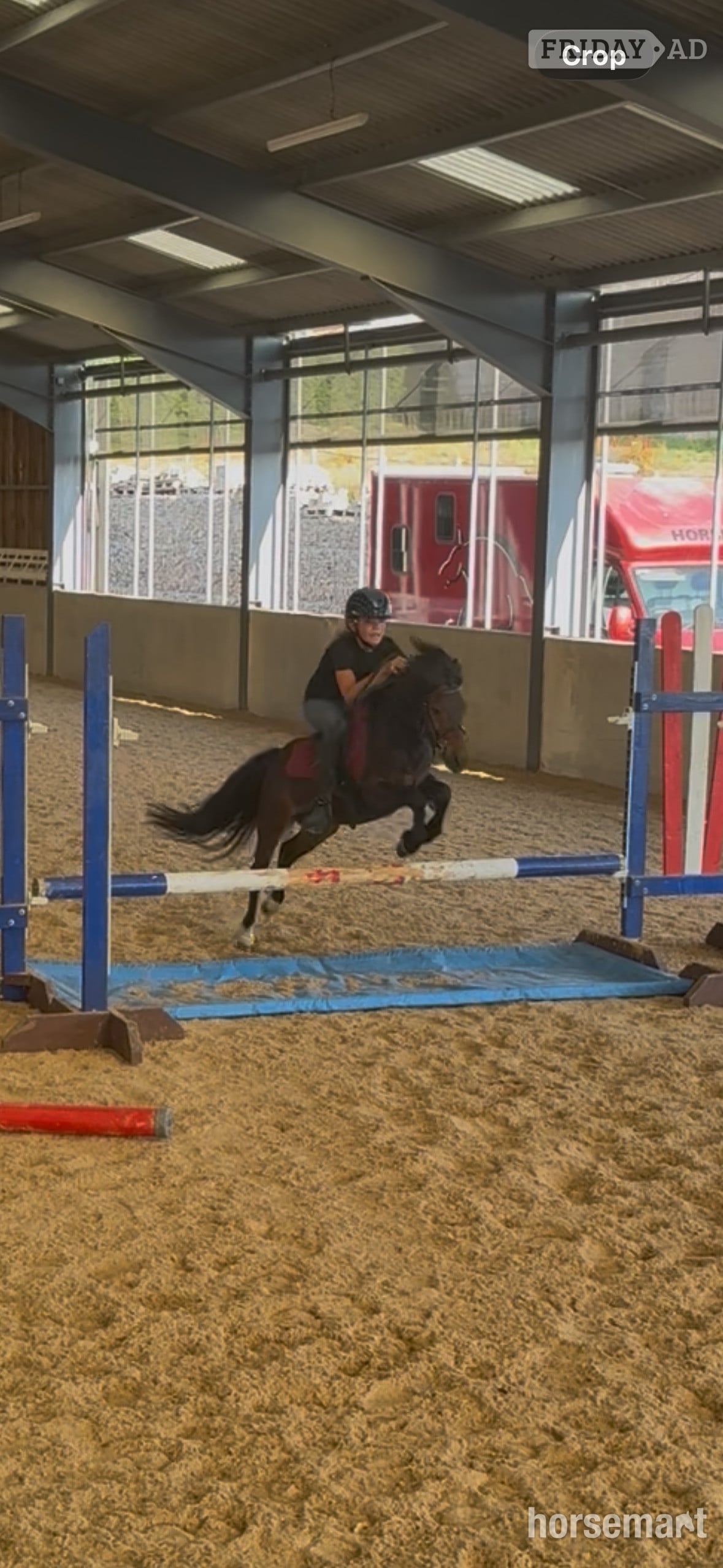 "Joey" Bay Gelding Lead Rein/First Ridden Pony - Horses in Bristol