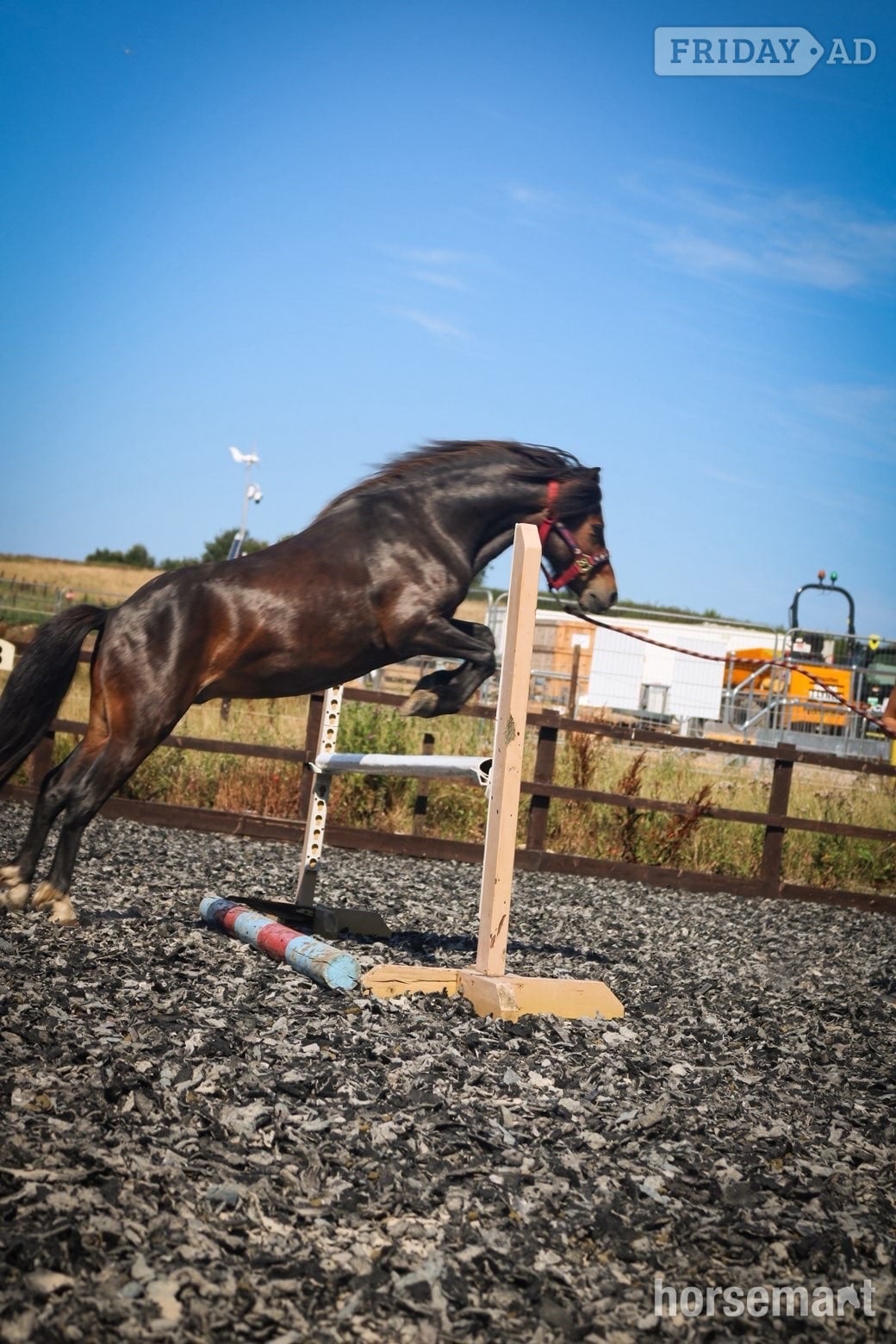 "Joey" Bay Gelding Lead Rein/First Ridden Pony - Horses