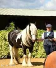 "Noel Soliel " Coloured Gelding Coloured