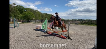 "Sid " Bay Gelding All Rounder