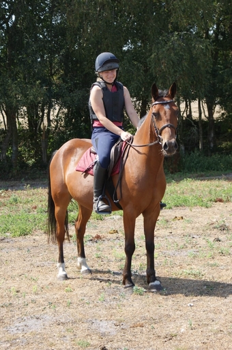 "Sid " Bay Gelding All Rounder