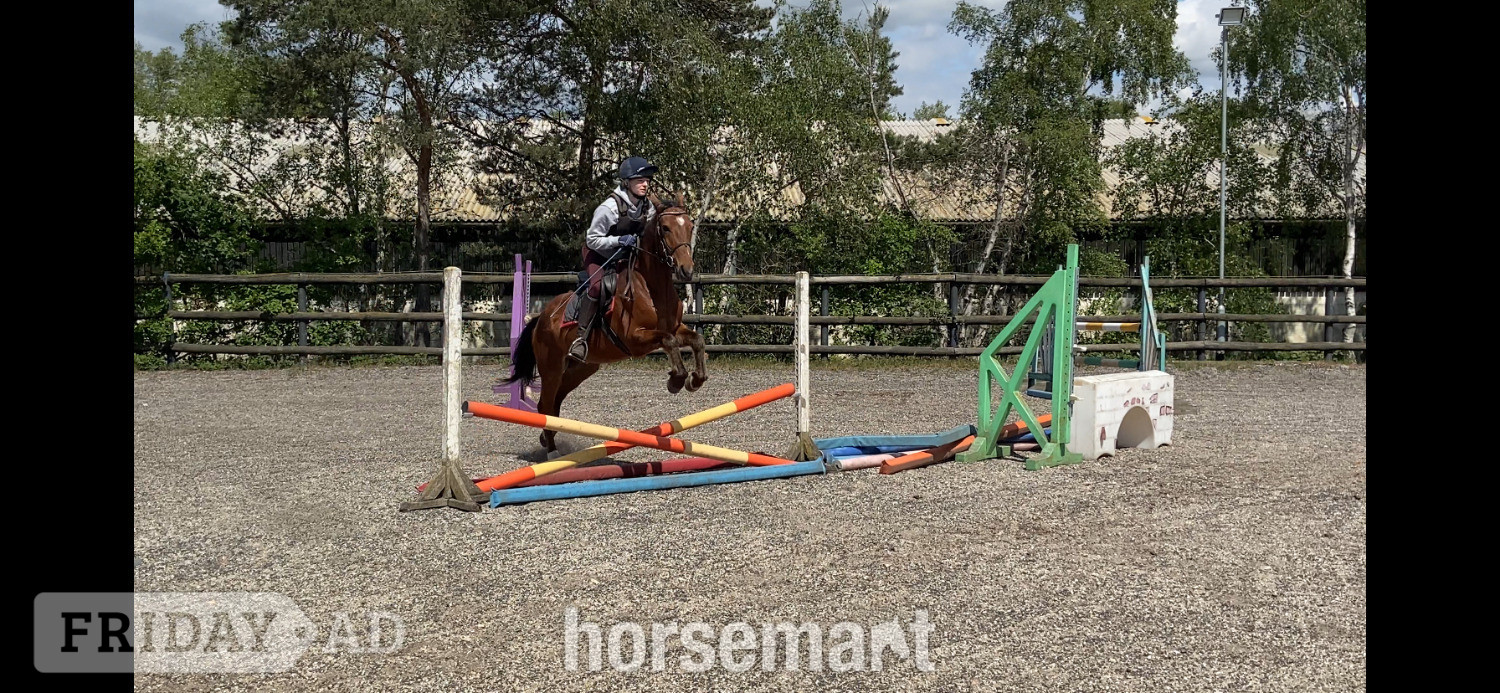 "Sid " Bay Gelding All Rounder -  in King's Lynn