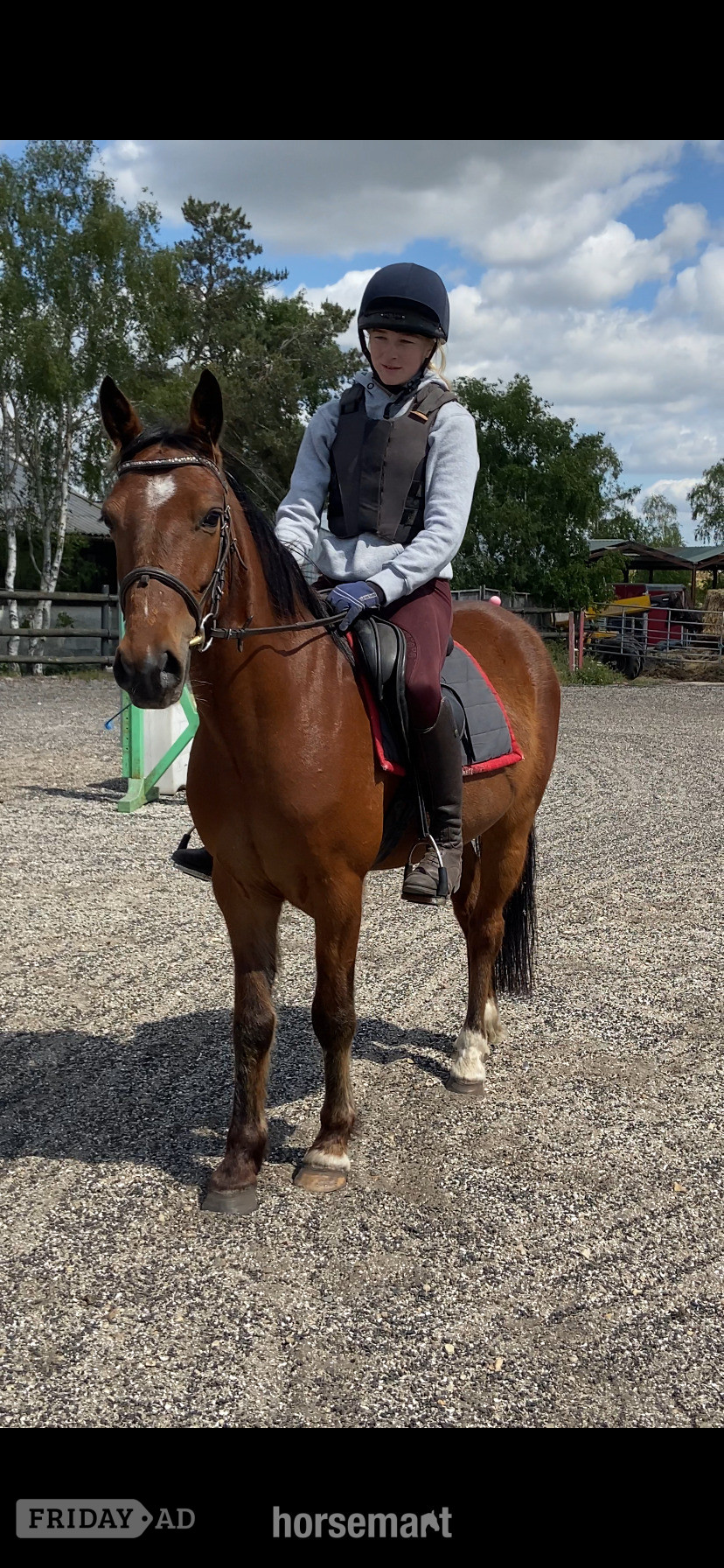 "Sid " Bay Gelding All Rounder