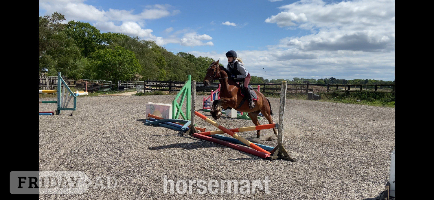 "Sid " Bay Gelding All Rounder in King's Lynn