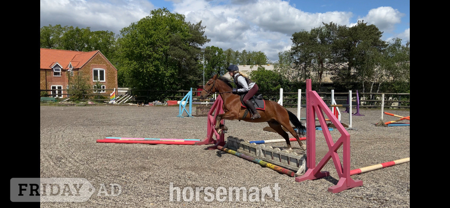 King's Lynn "Sid " Bay Gelding All Rounder