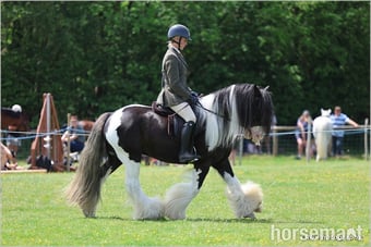 "Bullseye " Piebald Gelding Cob/Heavy Horse