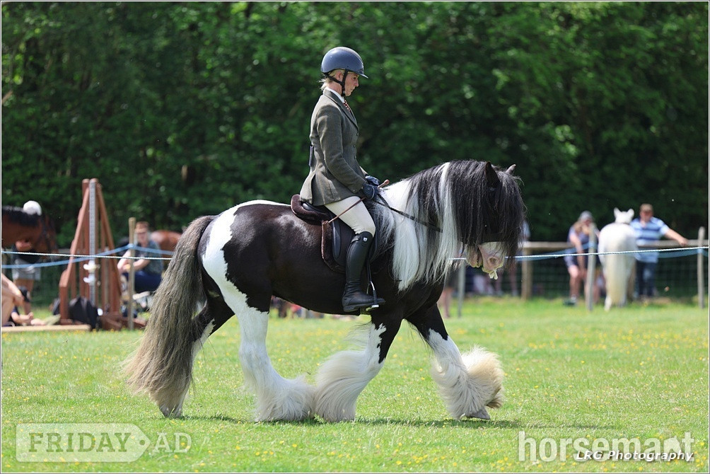 "Bullseye " Piebald Gelding Cob/Heavy Horse in Stonegate