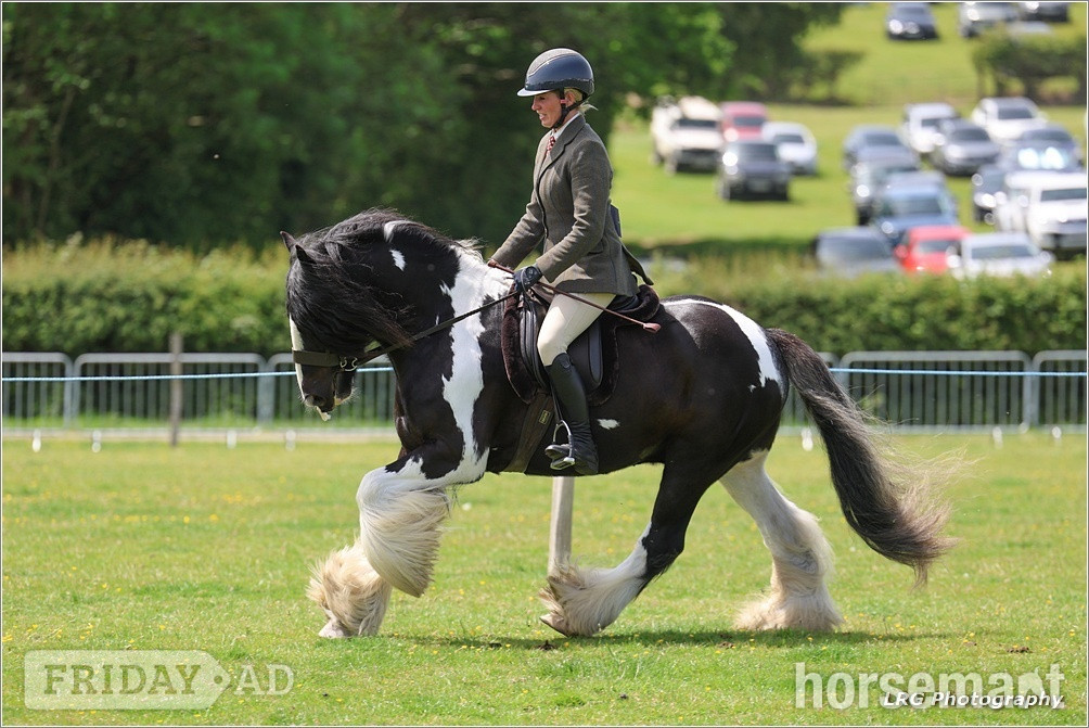 "Bullseye " Piebald Gelding Cob/Heavy Horse