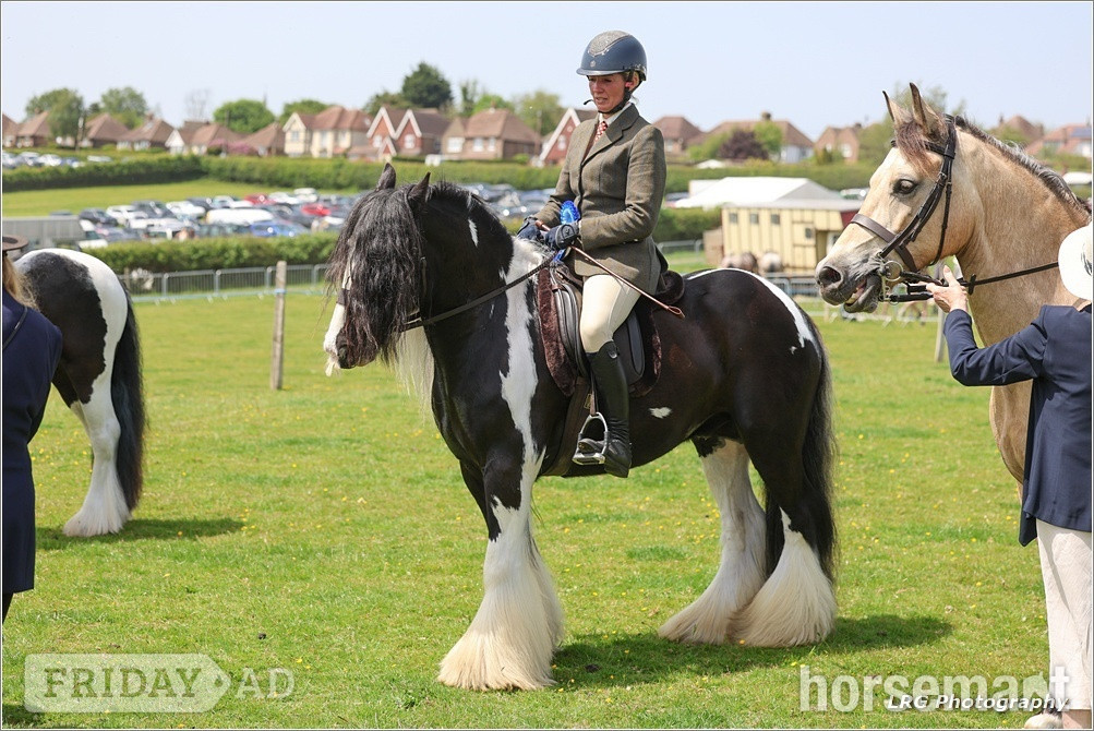 Stonegate "Bullseye " Piebald Gelding Cob/Heavy Horse
