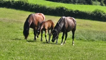 "Dyffryn Cothi Annest" Bay Filly Youngstock / Foal