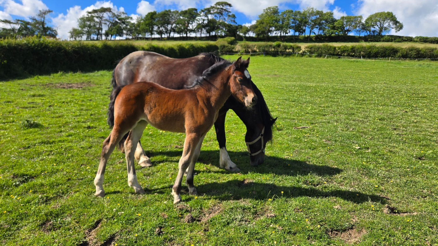 "Dyffryn Cothi Annest" Bay Filly Youngstock / Foal