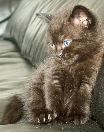 Lilac seal point bsh x tuxedo kittens 