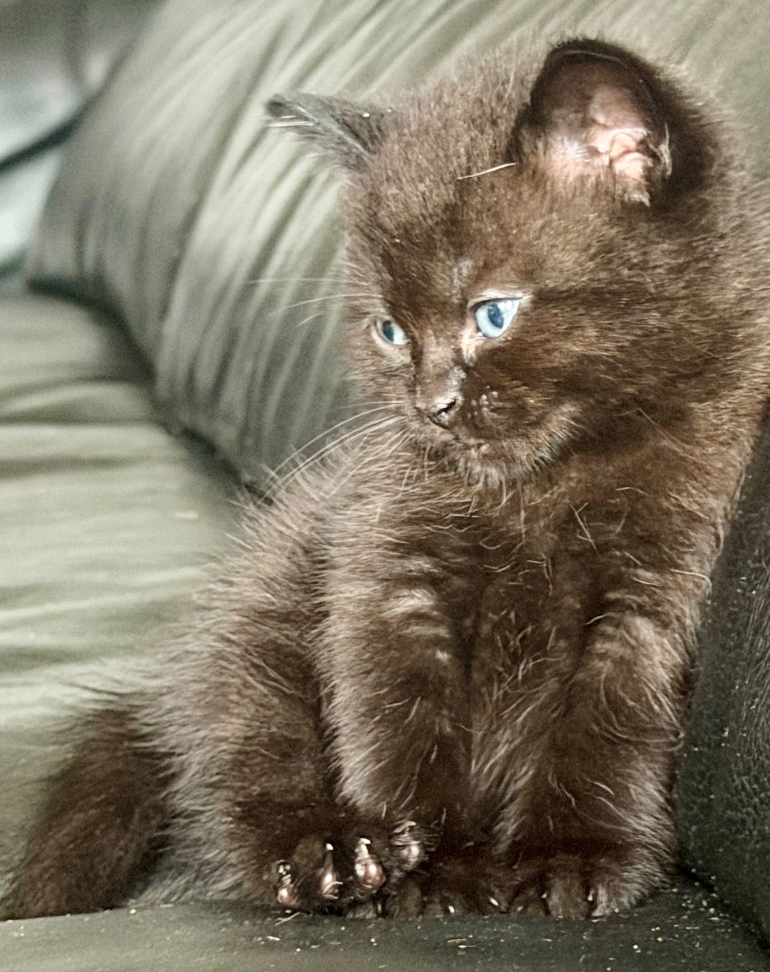 Lilac seal point bsh x tuxedo kittens  in London