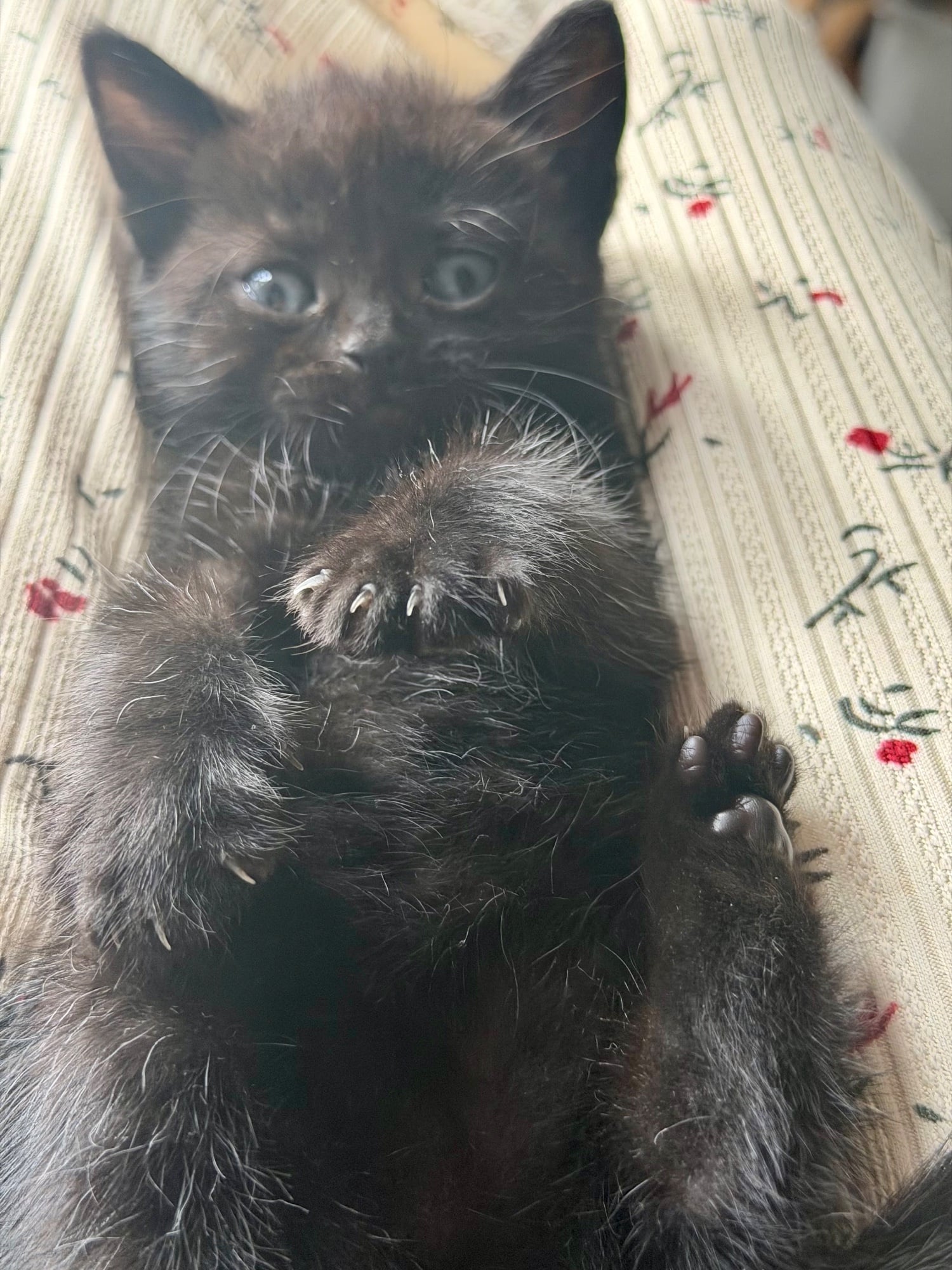 Lilac seal point bsh x tuxedo kittens 