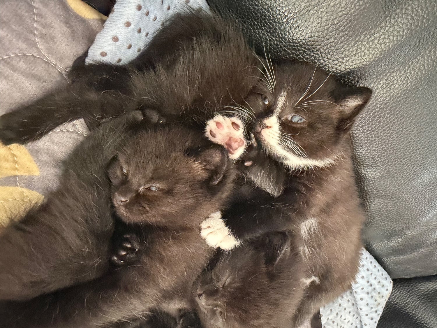 London Lilac seal point bsh x tuxedo kittens 