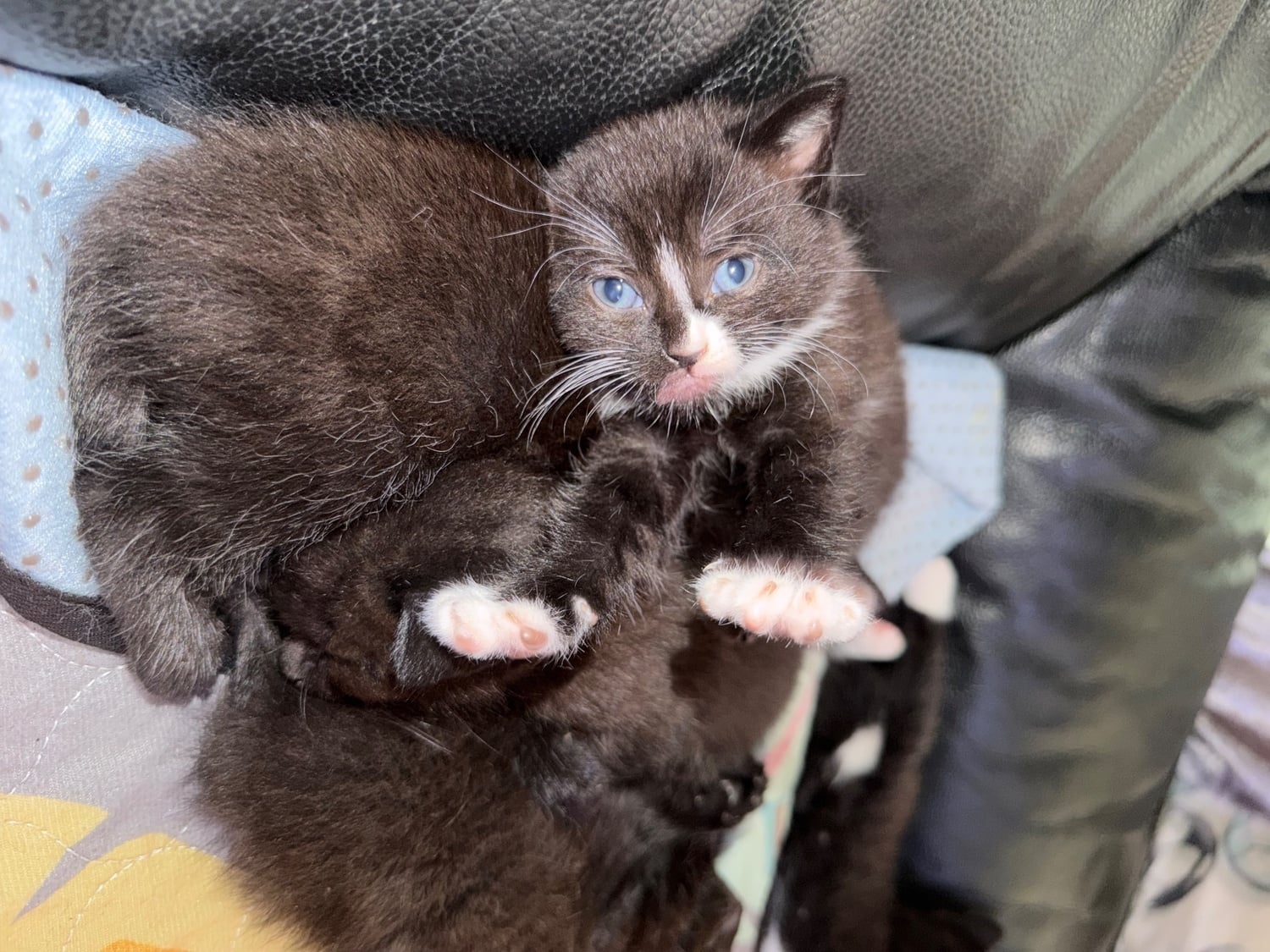 Lilac seal point bsh x tuxedo kittens  - Cats & Kittens in London