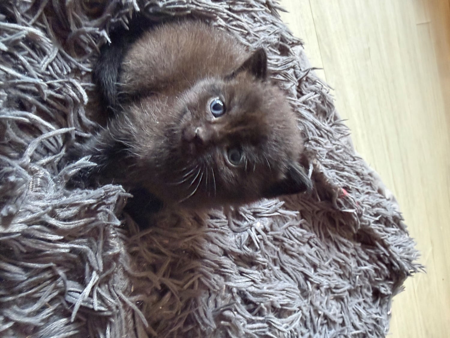 Lilac seal point bsh x tuxedo kittens  - Cats & Kittens