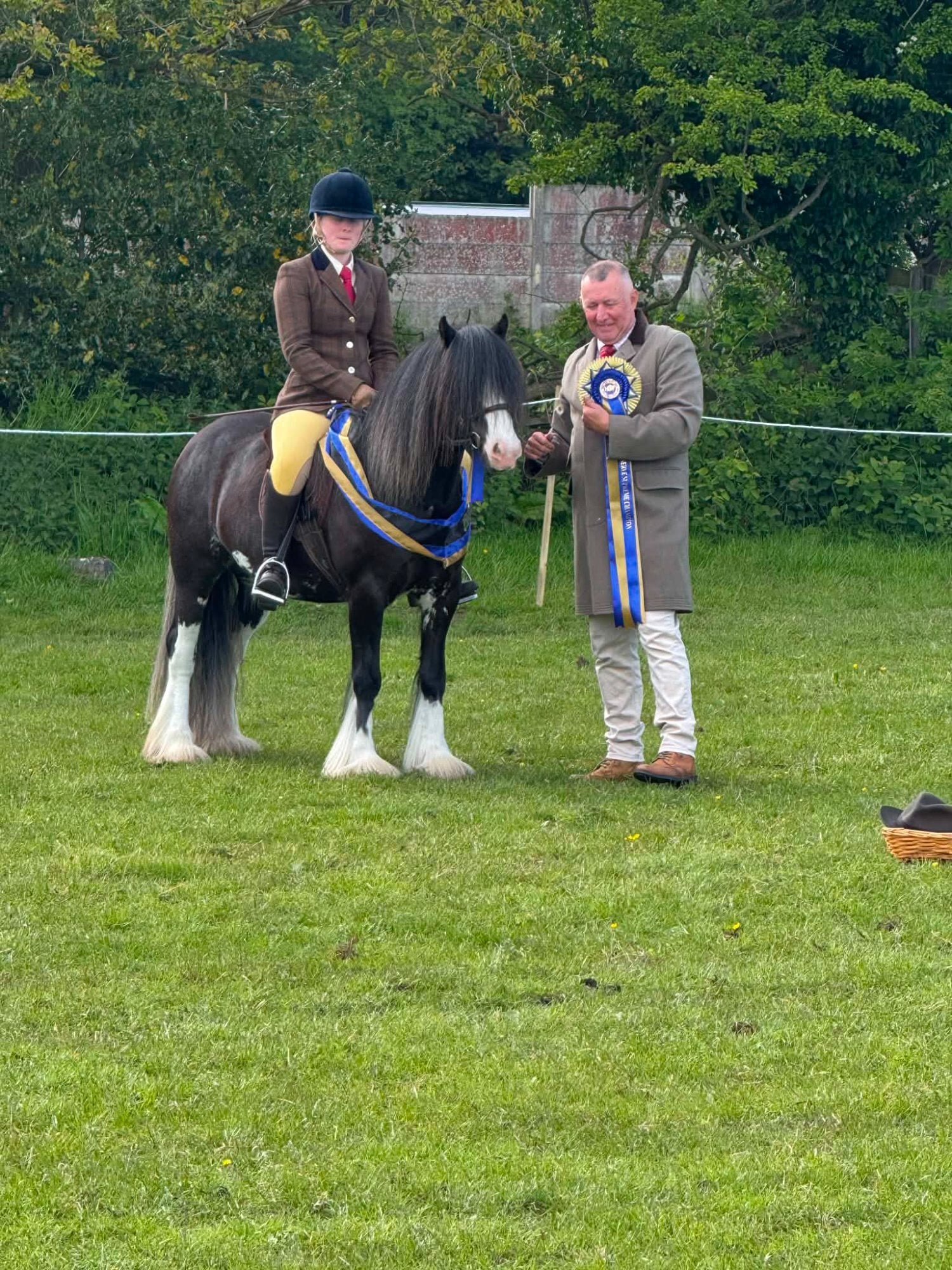 "Carltonlima flame (jazz) " Other Colour Mare Cob/Heavy Horse - Horses in Bradford