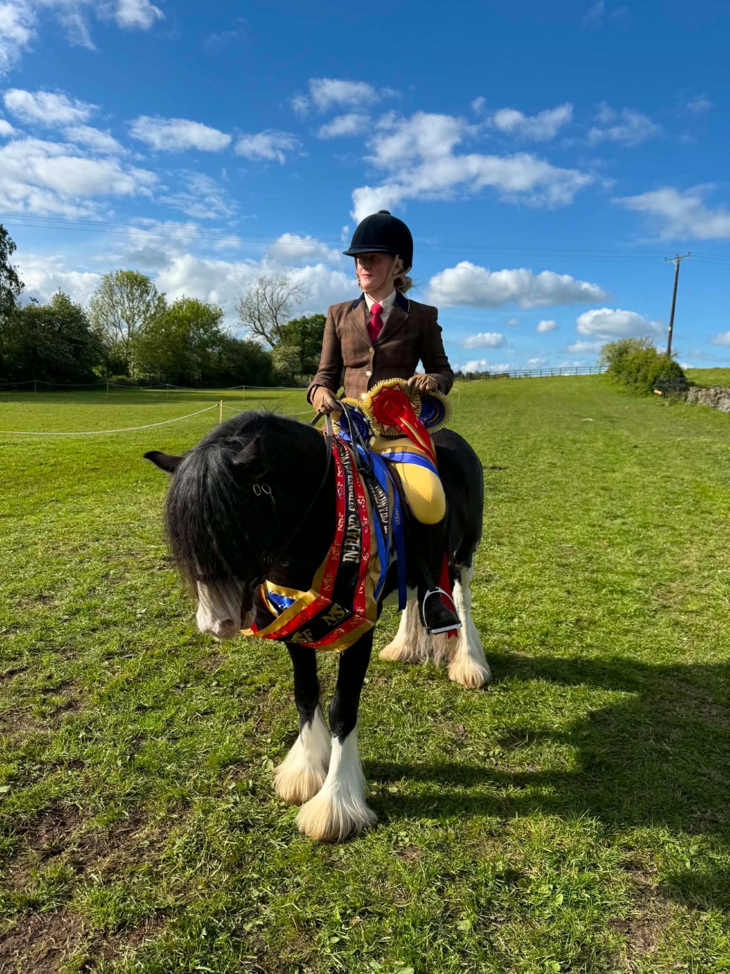 "Carltonlima flame (jazz) " Other Colour Mare Cob/Heavy Horse - Horses