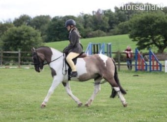 "King" Piebald Gelding All Rounder