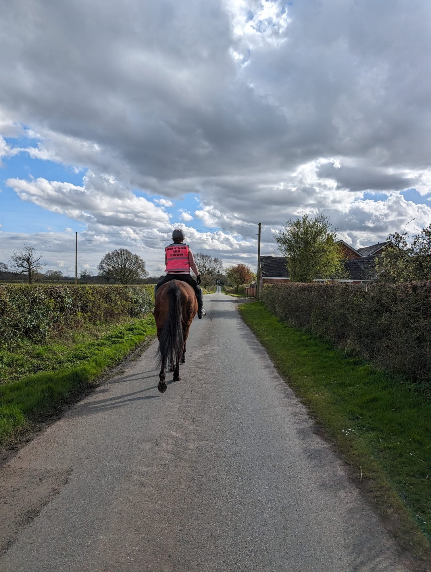 15.3 7 year old OTTB for part loan