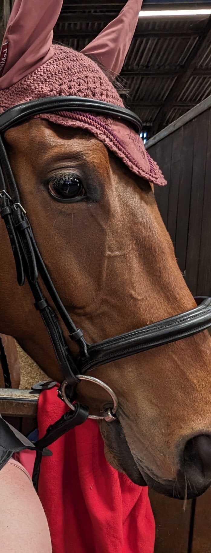 Ashbourne 15.3 7 year old OTTB for part loan