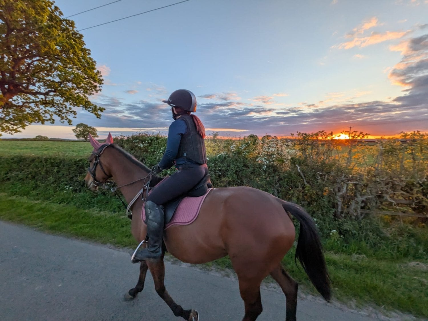 15.3 7 year old OTTB for part loan - Horses in Ashbourne