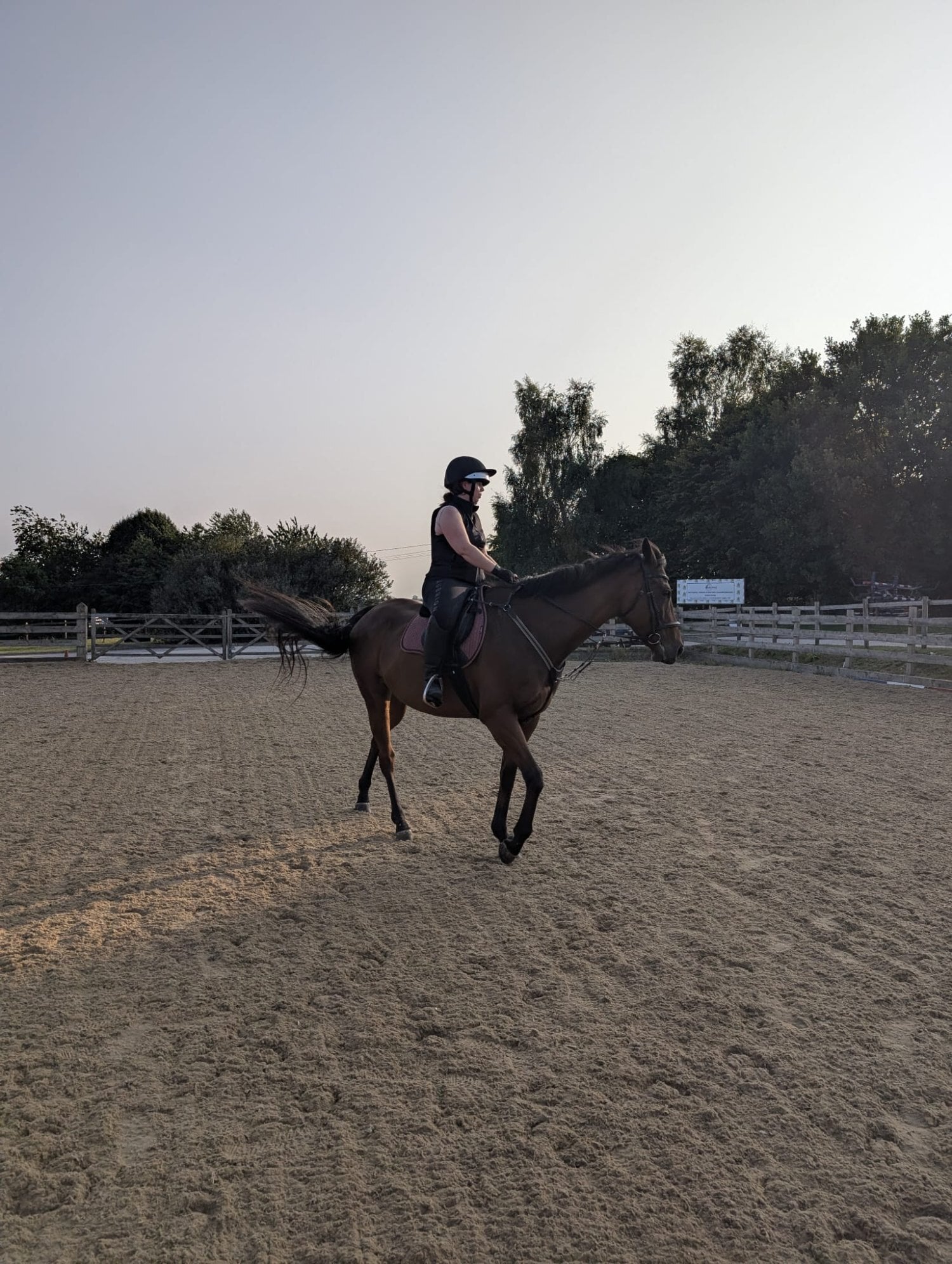 15.3 7 year old OTTB for part loan - Horses