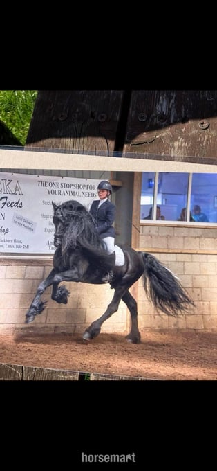 "Sophie" Piebald Mare Coloured