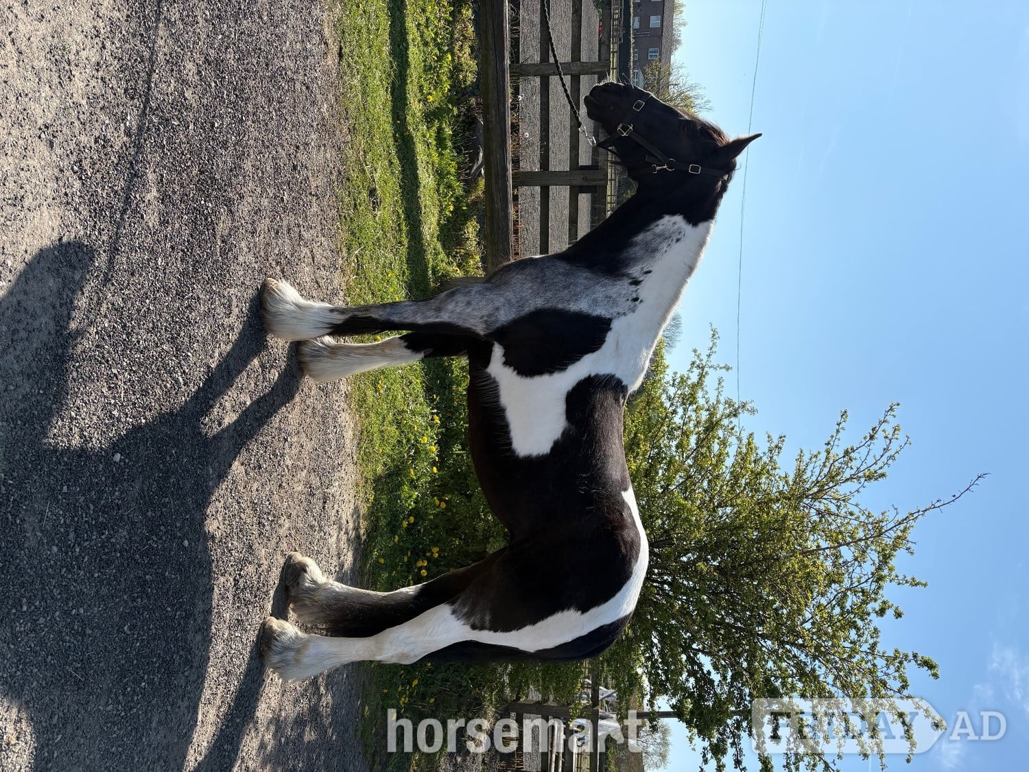 Bradford "Sophie" Piebald Mare Coloured