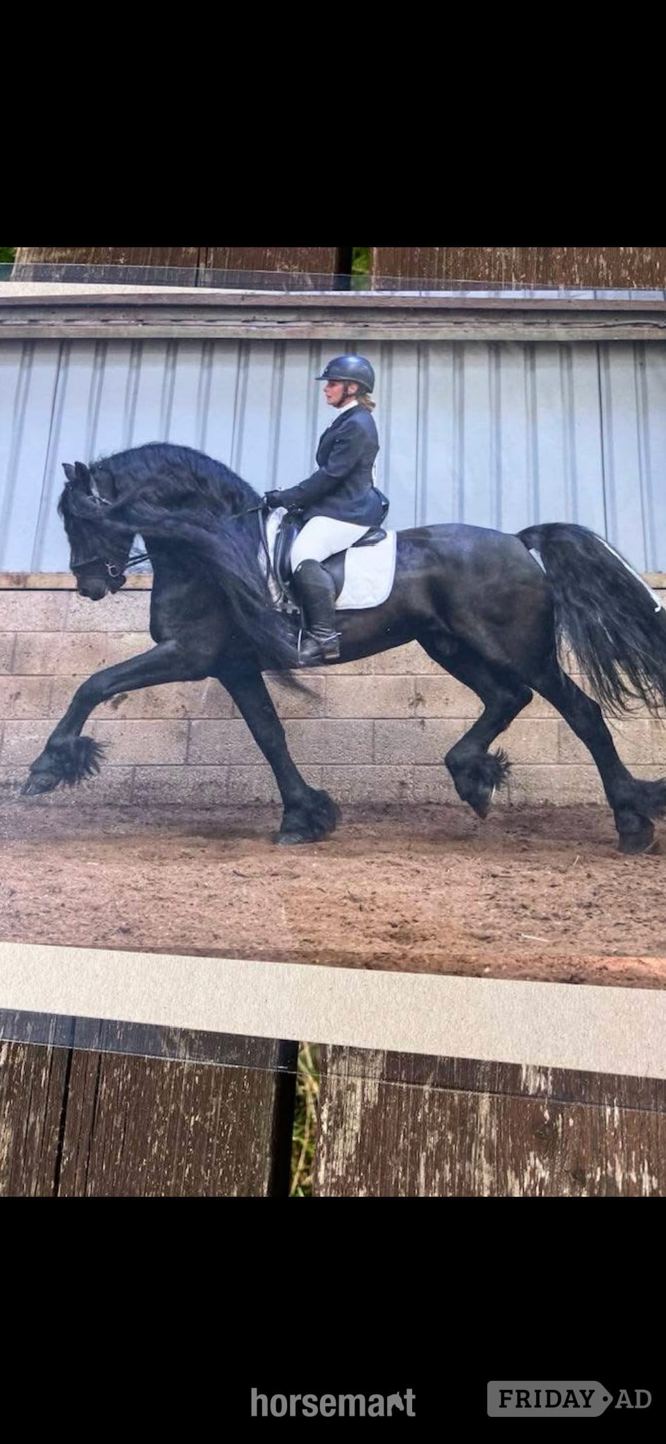 "Sophie" Piebald Mare Coloured - Horses