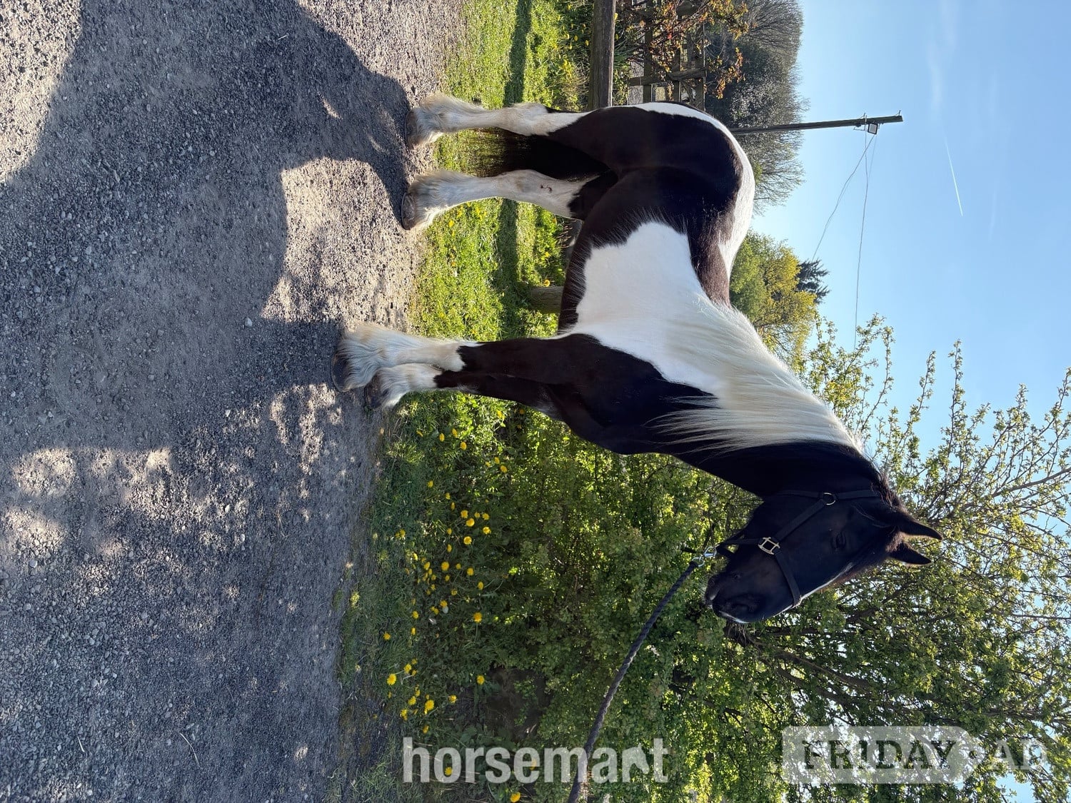 "Sophie" Piebald Mare Coloured