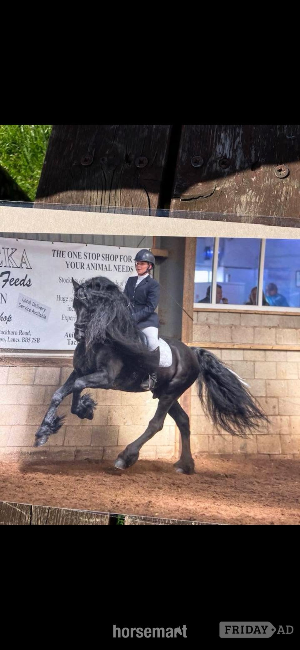 "Sophie" Piebald Mare Coloured in Bradford