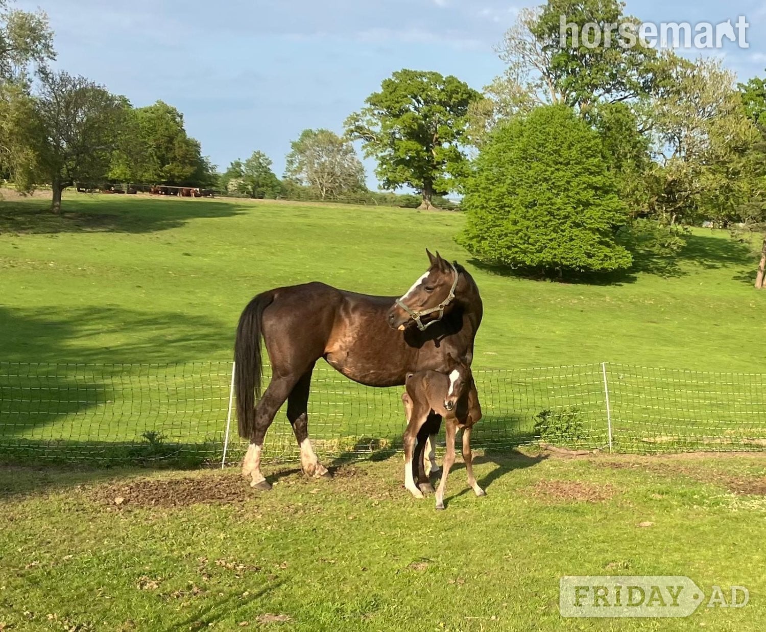 "Horse"  Mare All Rounder in Crediton