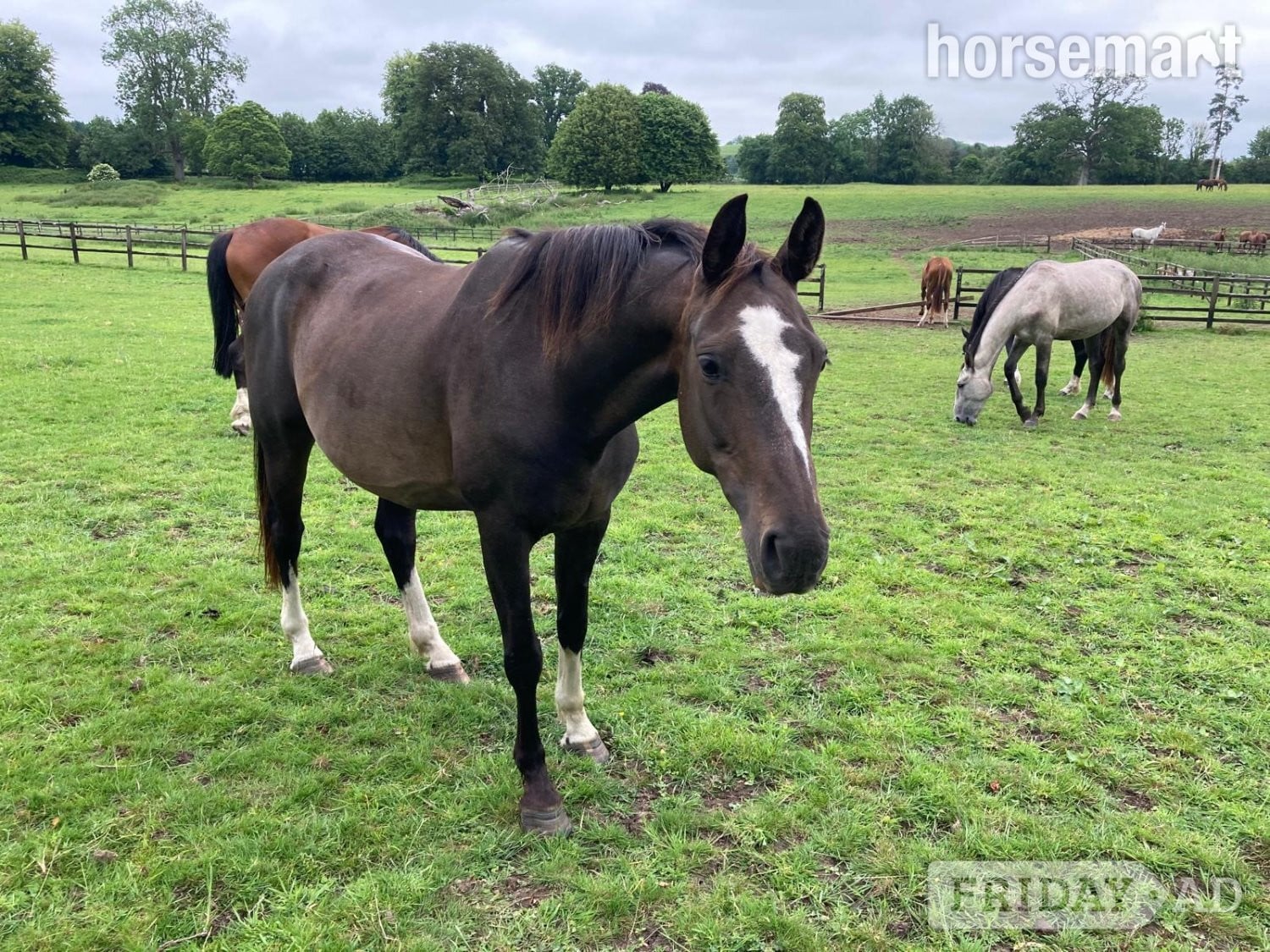 "Horse"  Mare All Rounder