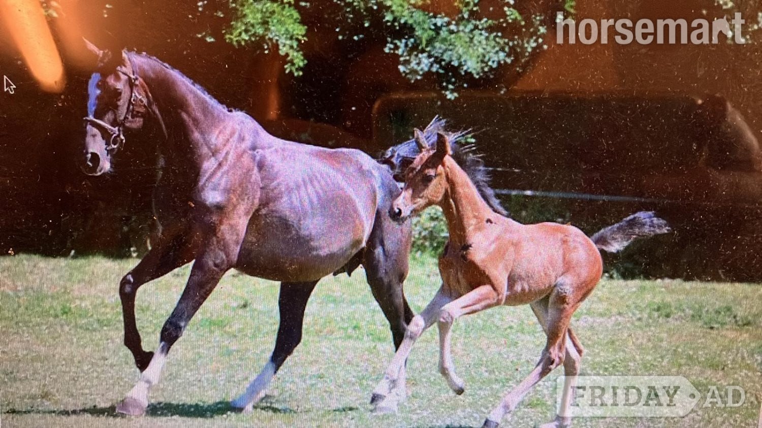 Crediton "Horse"  Mare All Rounder