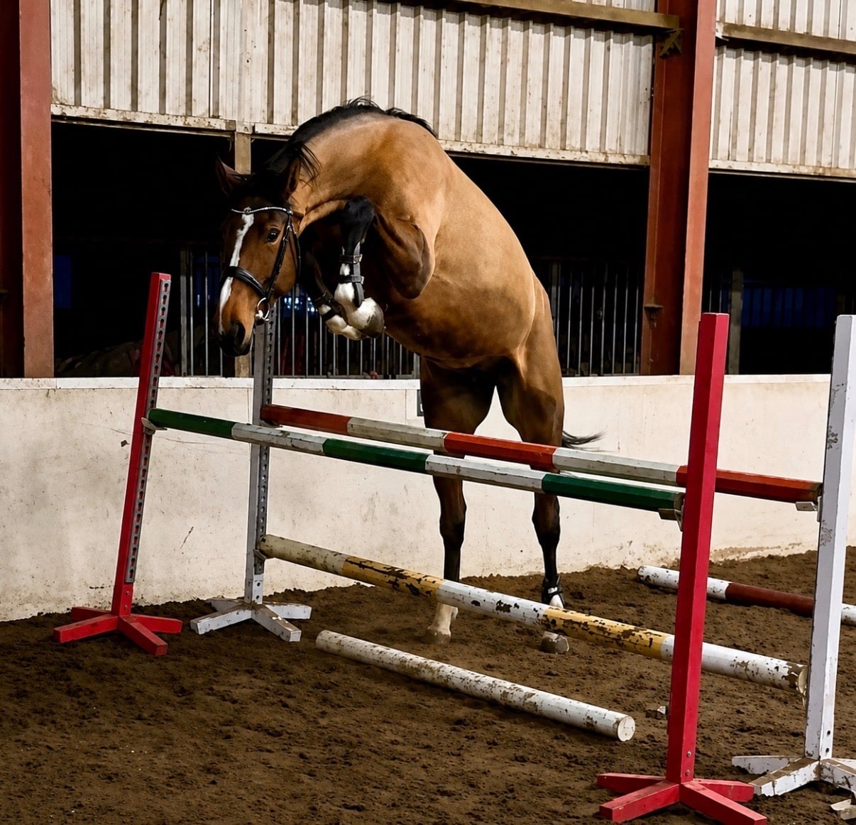 "Spot on Gucci’s glory " Bay Mare All Rounder