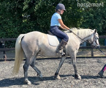 "Lowerwood bloom" Grey Mare All Rounder