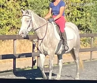 "Lowerwood bloom" Grey Mare All Rounder