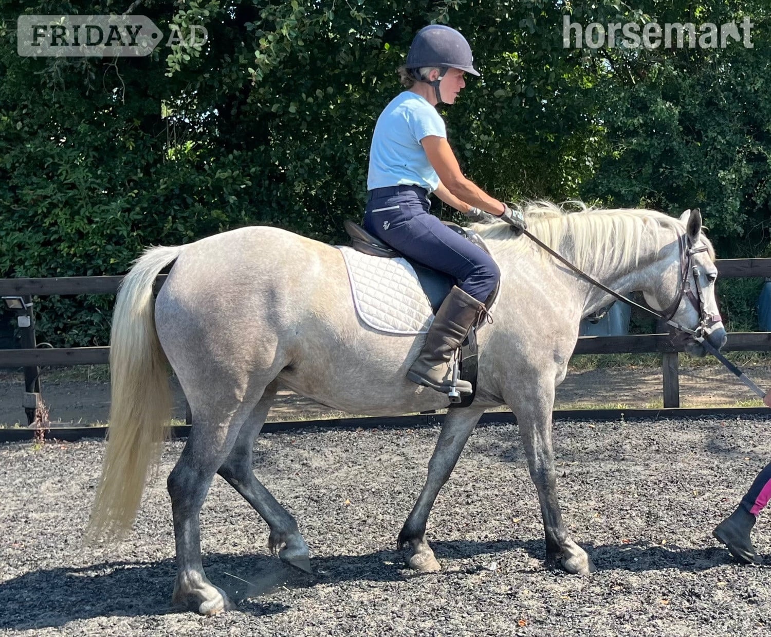 "Lowerwood bloom" Grey Mare All Rounder in Canterbury